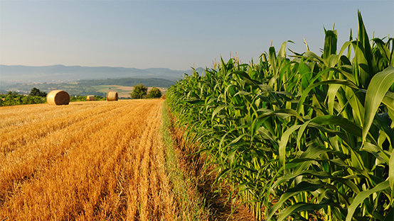 Food and Agro Processing