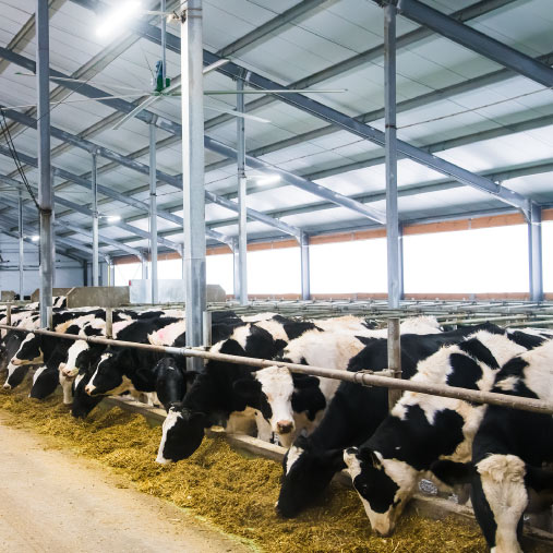 Dairy Loan